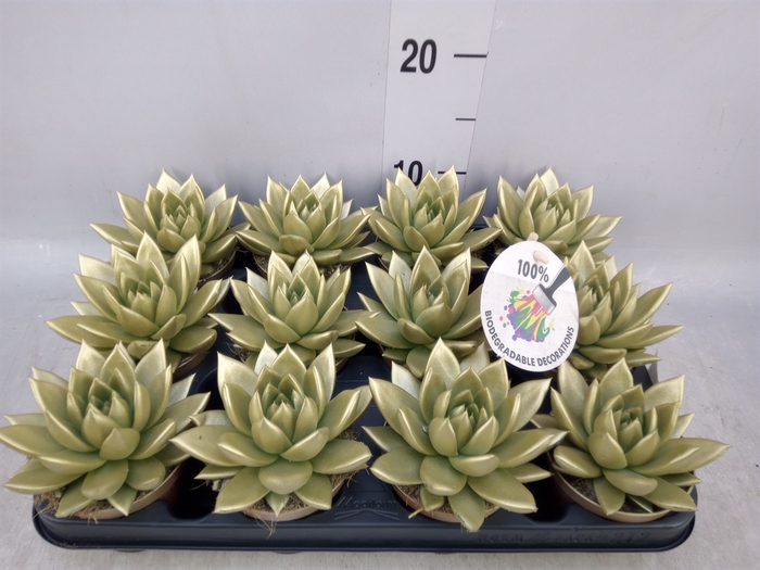 <h4>Echeveria  'Miranda'</h4>