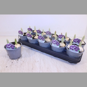 ALLI PURPL SENSATION