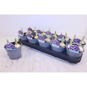 ALLI PURPL SENSATION