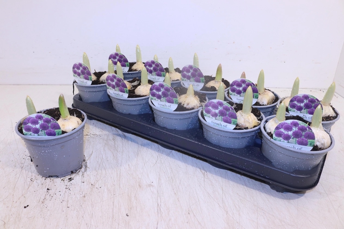 <h4>ALLI PURPL SENSATION</h4>