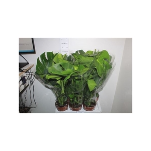 Monstera Deliciosa 17cm Potten