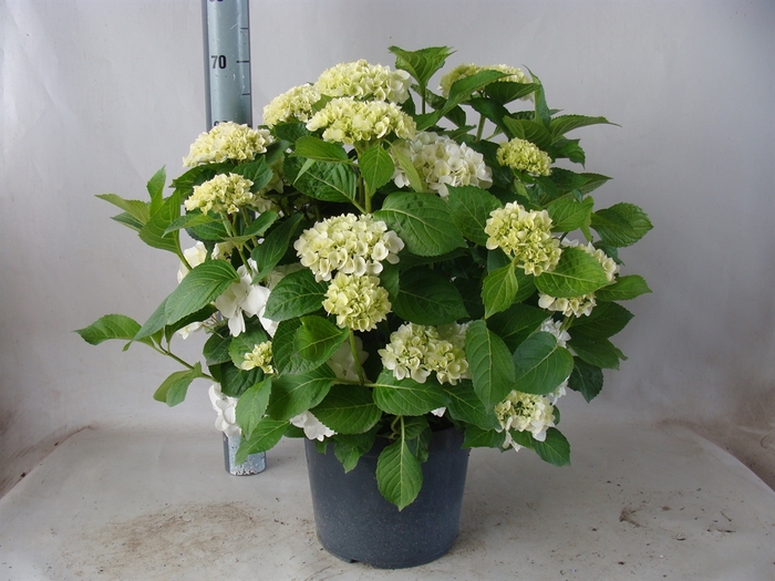<h4>Hydrangea mac.   ...</h4>