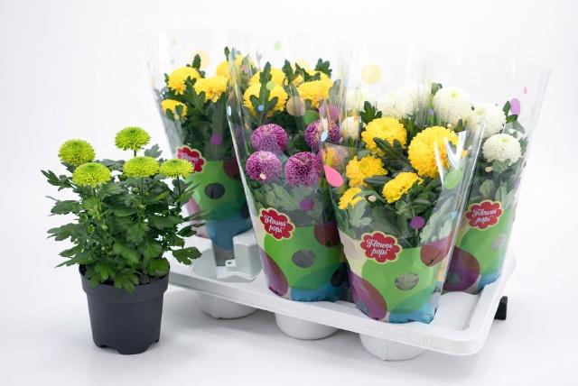 <h4>CHRYS FP GEM</h4>