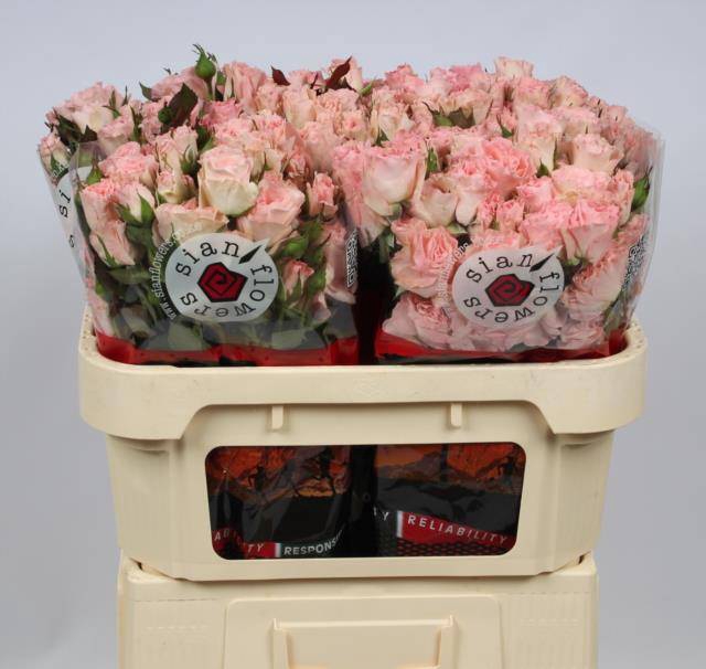 <h4>Rosa spray constellation</h4>