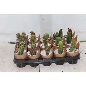 CACTUS MINI P06 FLORES ARTIFICIAL/DESIDRATADO