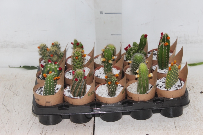 <h4>CACTUS MINI P06 FLORES ARTIFICIAL/DESIDRATADO</h4>