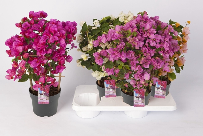 <h4>Bougainvillea Sanderiana</h4>
