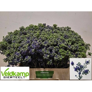 Eryng Mag Purple Stars Veldkamp