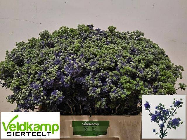 <h4>Eryng Mag Purple Stars Veldkamp</h4>