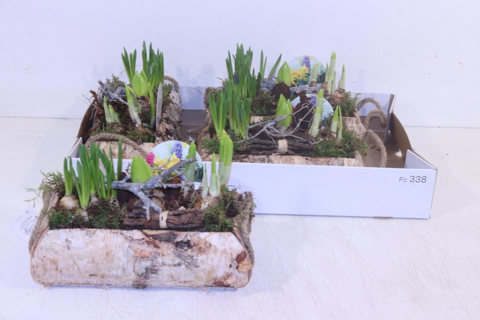 <h4>ARR BOL KNOLGEWAS</h4>