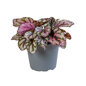 BEGONIA REX-HYBRID P6 HUG MCLAUGH