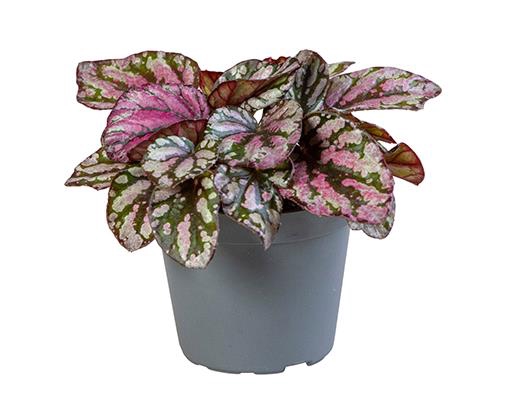 <h4>BEGONIA REX-HYBRID P6 HUG MCLAUGH</h4>