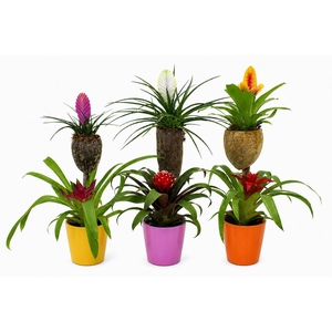 Bromelia Op Hout Bonami Gemengd Coco