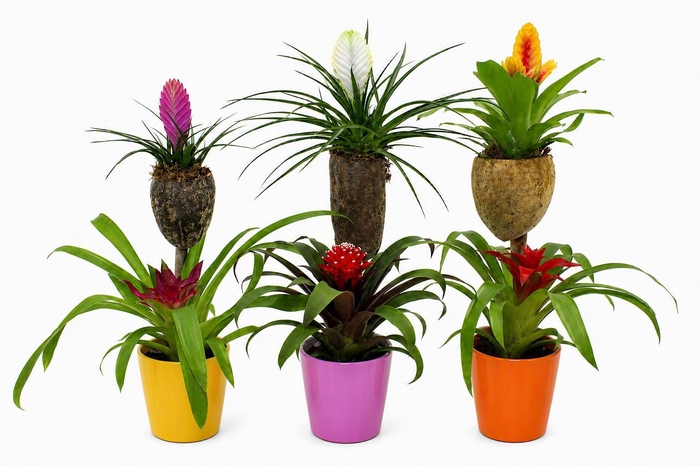 <h4>Bromelia Op Hout Bonami Gemengd Coco</h4>