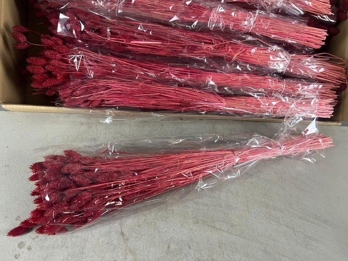 <h4>DF Phalaris Bs Bordeaux 100g</h4>