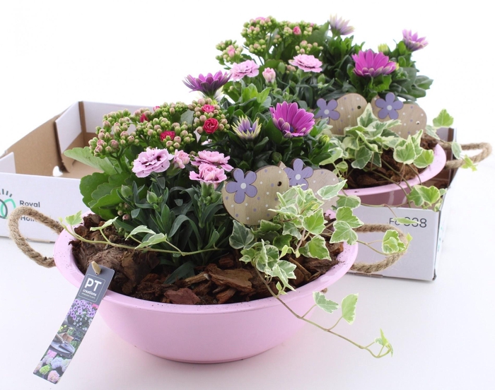 <h4>ARR TUINPLANTEN</h4>