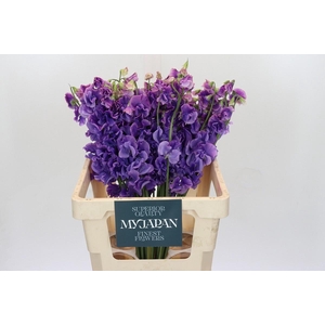 LATHYRUS PURPLE JAPAN*