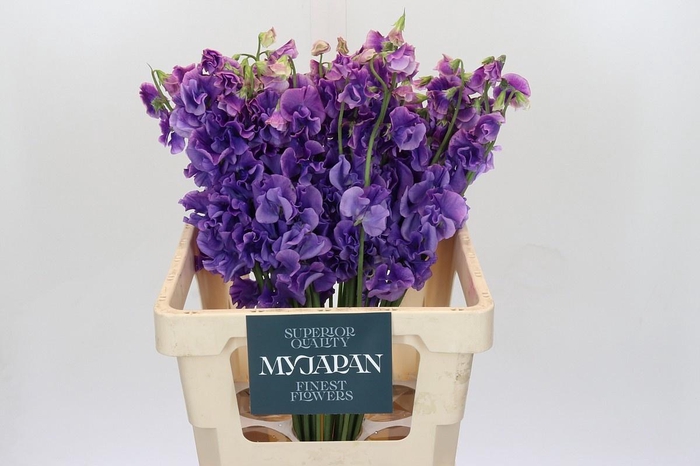 <h4>LATHYRUS PURPLE JAPAN*</h4>