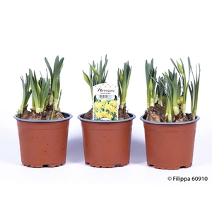 NARCISSUS CYCLAMINEUS