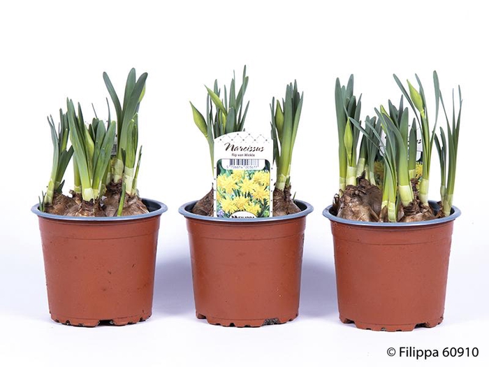 <h4>NARCISSUS CYCLAMINEUS</h4>