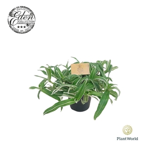 Murdannia Ioriformis Alba Aquilone 12cm