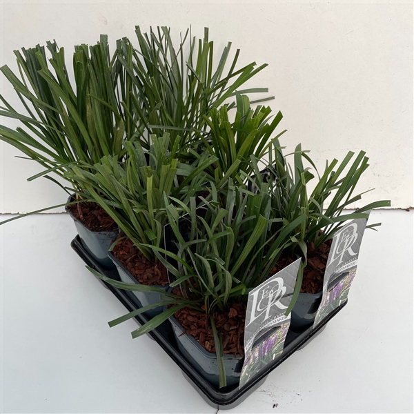 <h4>Liriope mix in tray</h4>