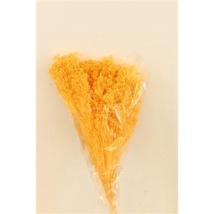 DRIED BROOMS SOFT YELLOW BUNCH