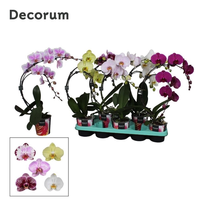 <h4>Phalaenopsis 2 tak Decorum Boemerrang mix</h4>