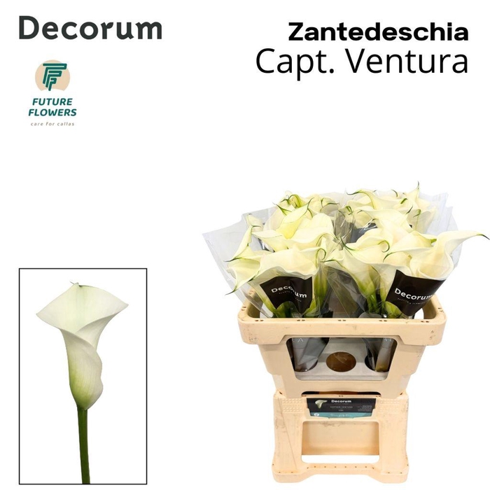 <h4>Zantedeschia captain ventura</h4>