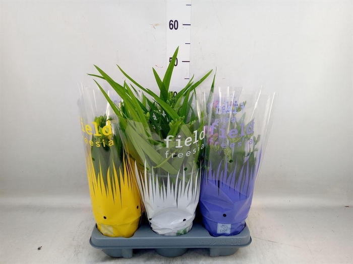 <h4>Freesia   ...</h4>