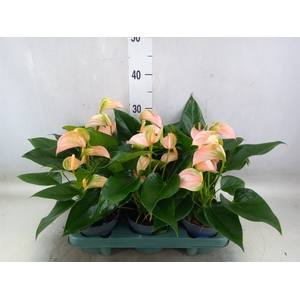 Anthurium andr. 'Joli Peach'