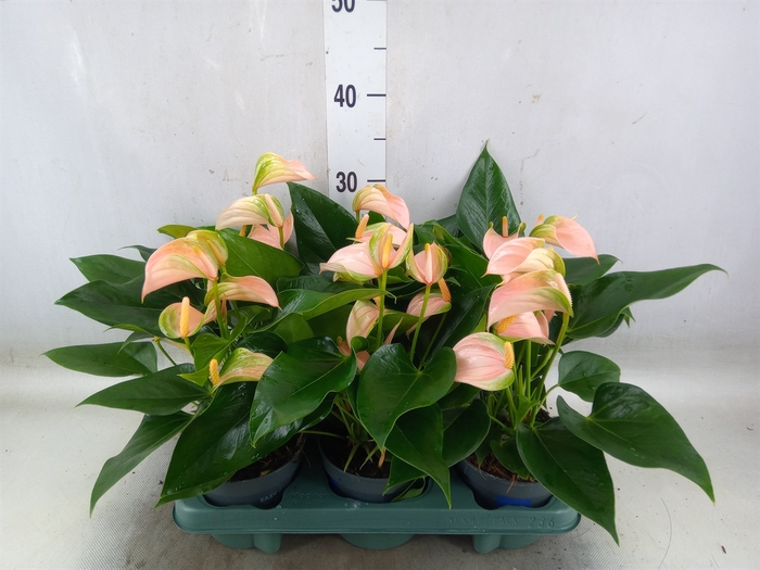 <h4>Anthurium andr. 'Joli Peach'</h4>