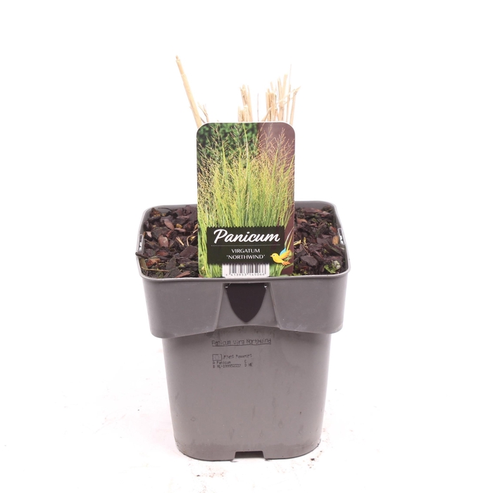 <h4>Panicum virgatum 'Northwind'</h4>