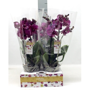 Phalaenopsis   ...lilac