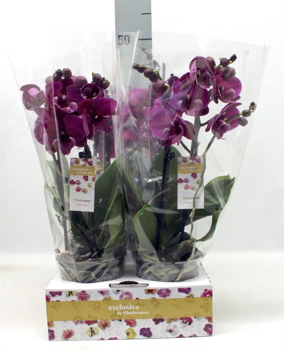 <h4>Phalaenopsis   ...lilac</h4>