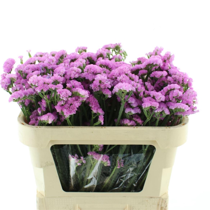 <h4>Limonium St Pink Birds X50</h4>