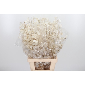 Lunaria