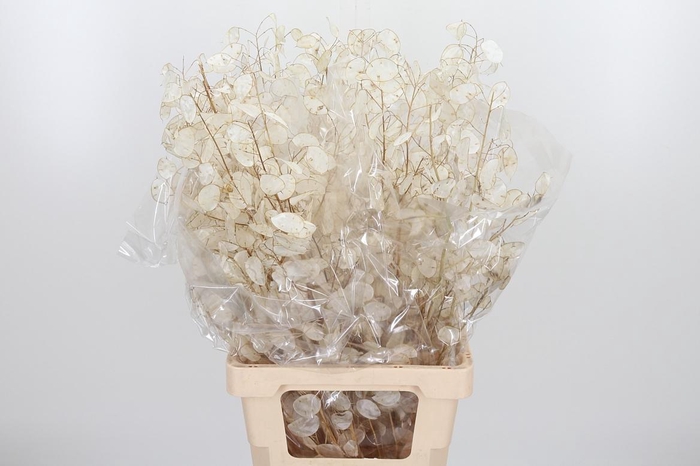 <h4>Lunaria</h4>