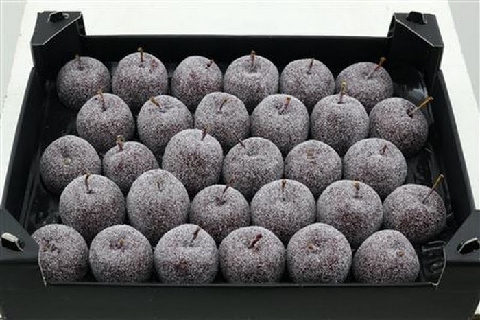 <h4>Waxapple Bordeaux Diamond</h4>