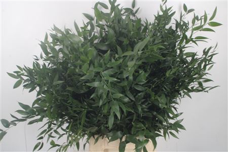 <h4>Ruscus It. Per Bunch 150 Gram</h4>