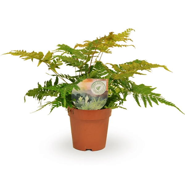 <h4>Dryopteris erythrosora</h4>