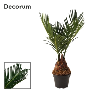 Cycas revoluta 6 cm, 3+ veren (Decorum)