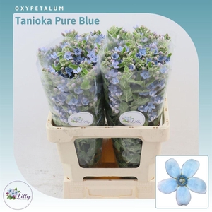 Oxypetalum Tanioka Pure Blue