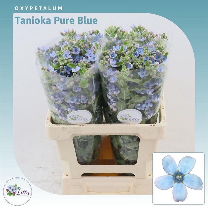 <h4>Oxypetalum Tanioka Pure Blue</h4>
