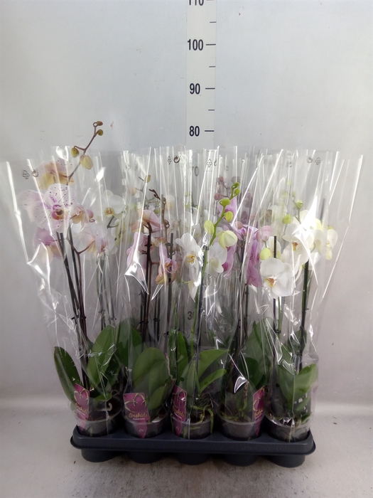 <h4>Phalaenopsis   ...mix</h4>