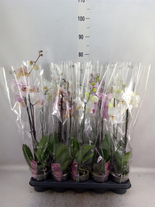 Phalaenopsis   ...mix