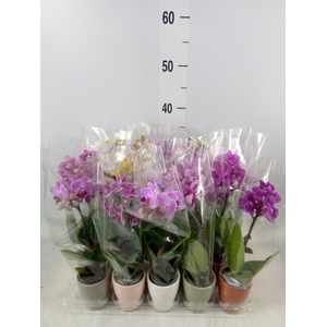 Phalaenopsis   ...mini