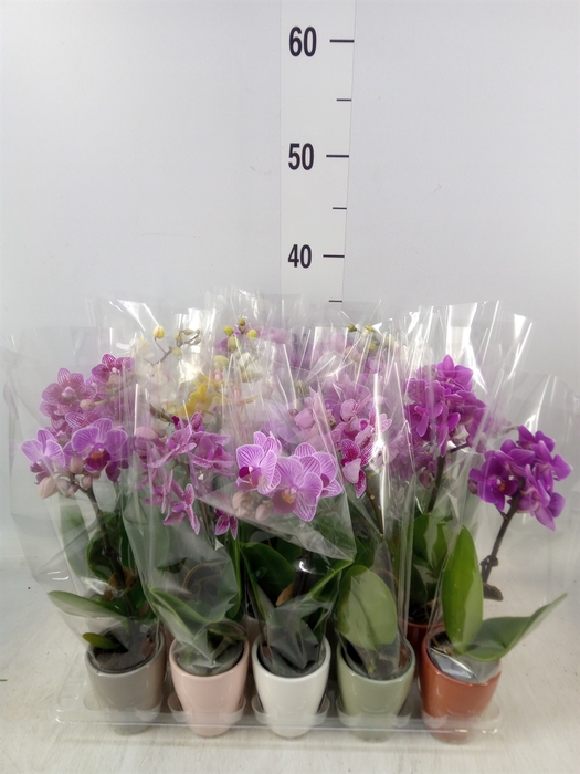 <h4>Phalaenopsis   ...mini</h4>