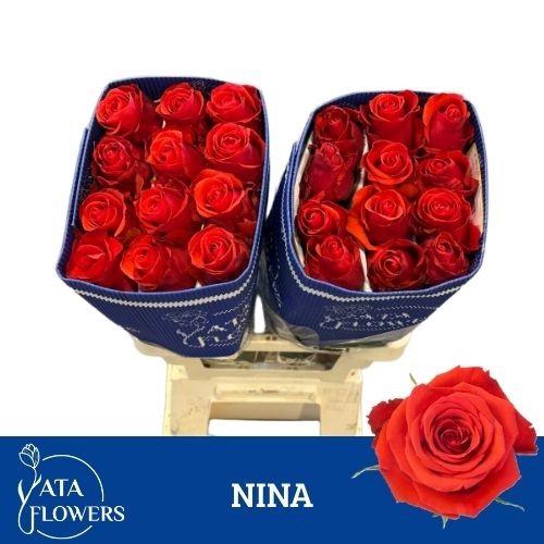 <h4>R gr Nina L6</h4>