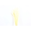 Dried Erba Cristina Bleached Bunch